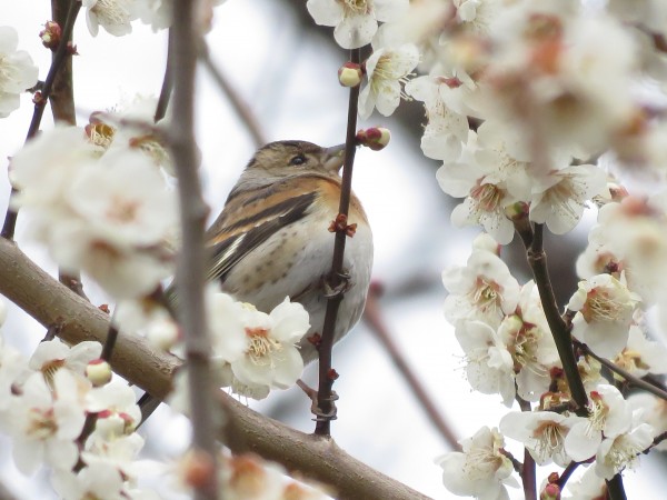 筑波山の野鳥　アトリ